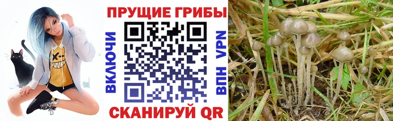 Псилоцибиновые грибы Psilocybine cubensis  Лодейное Поле 